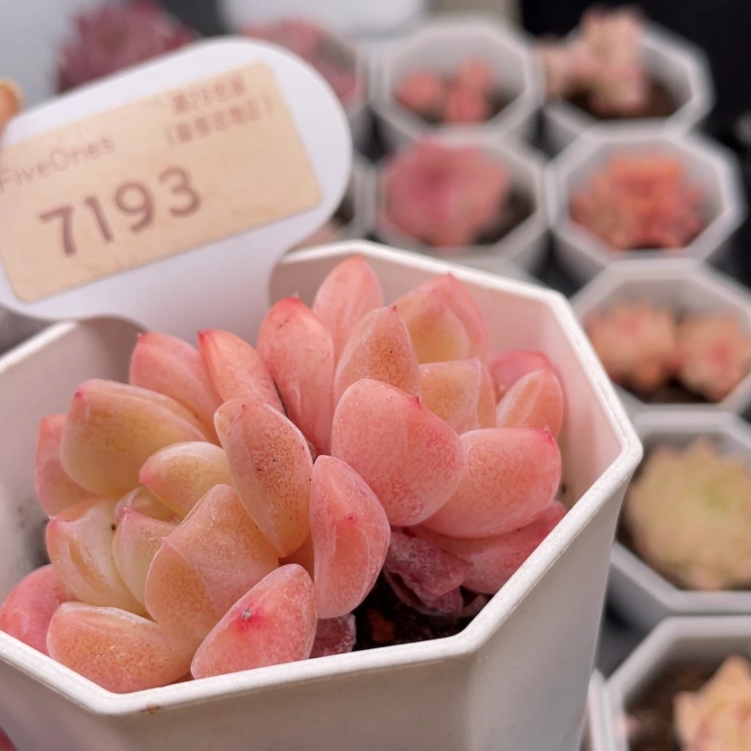 琥珀7193-6.0厘米