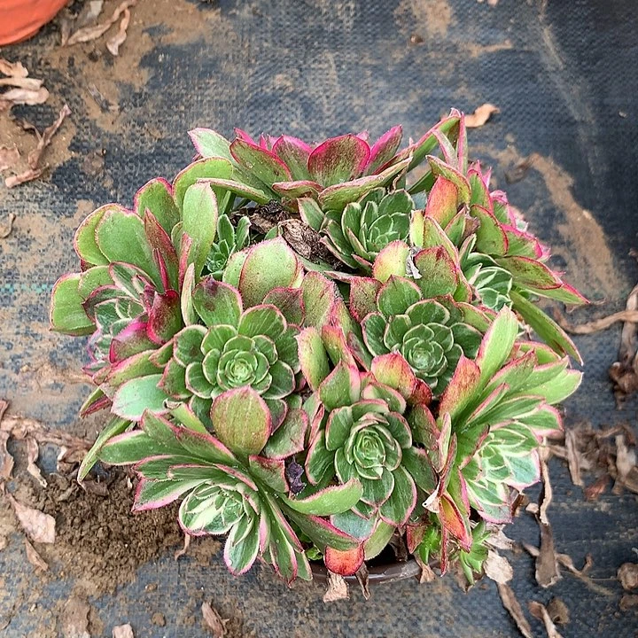 金**提多肉植物粉花妖有砍61