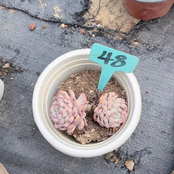 晨语多肉一物一拍48