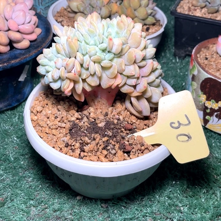 冰橙30号码牌子的话