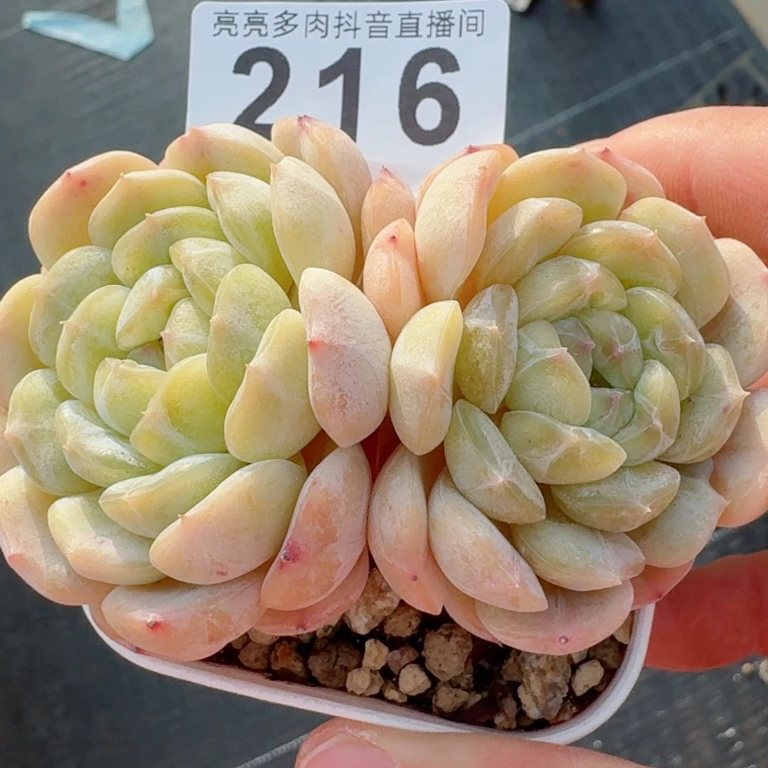 白色恋人         精品多肉