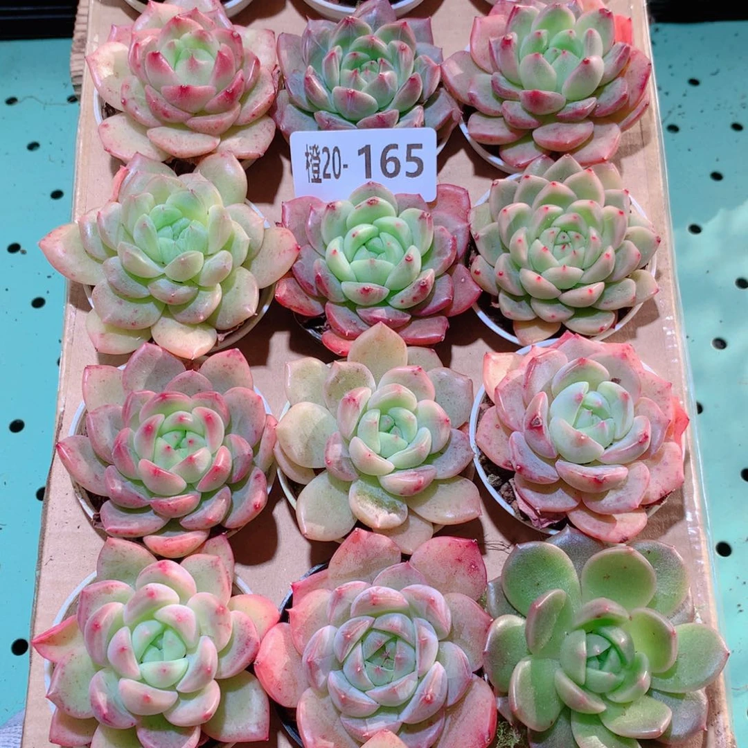 20-165一物一拍多肉带盆18颗