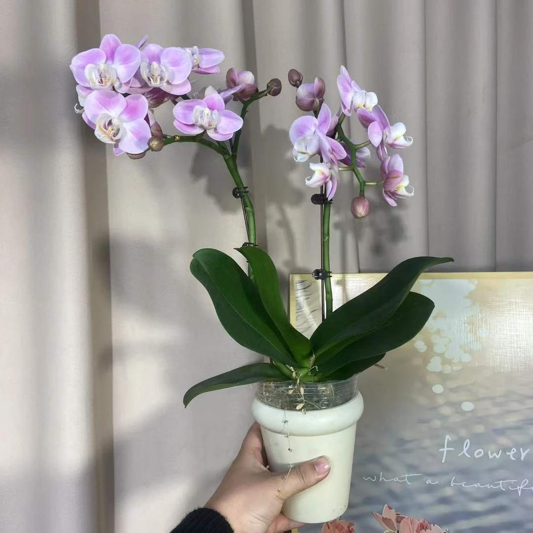 蝴蝶兰（万人迷）单苗双花剑 优雅精致鲜花室内花好养活