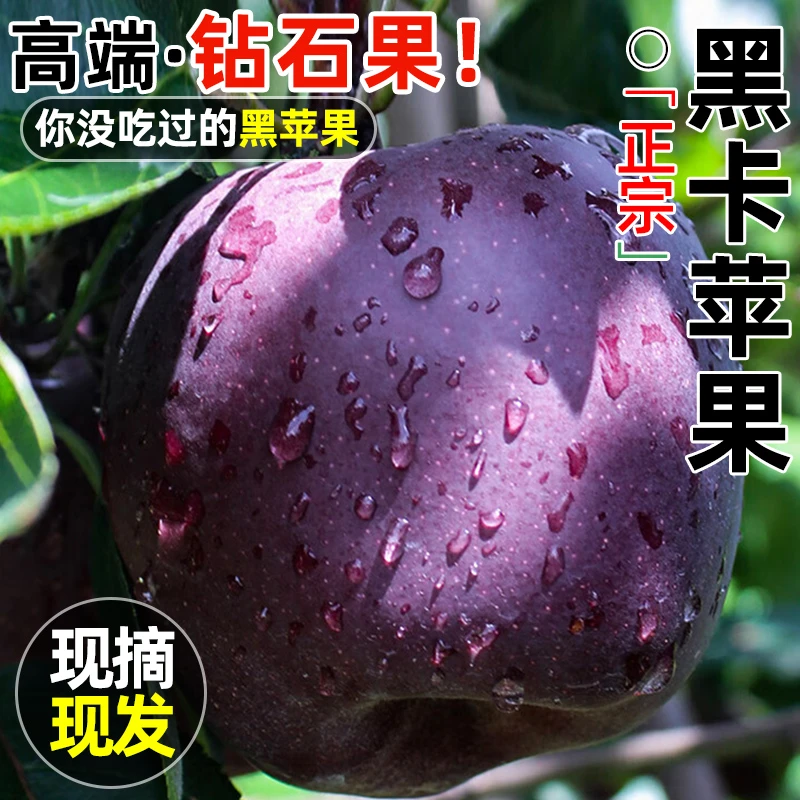 顺丰 甘肃黑卡苹果鲜果正宗黑钻苹果当季新鲜水果宝宝辅食冰糖心