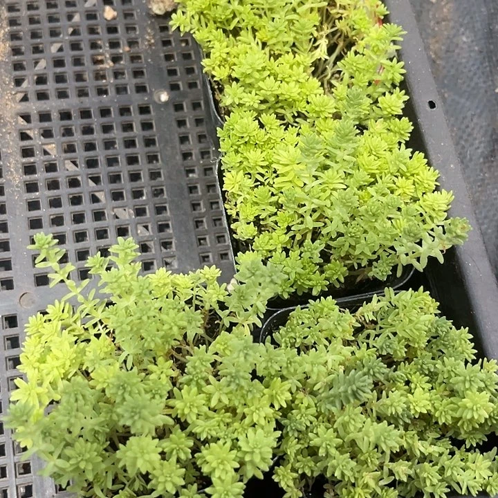 黄金草带盆土发货