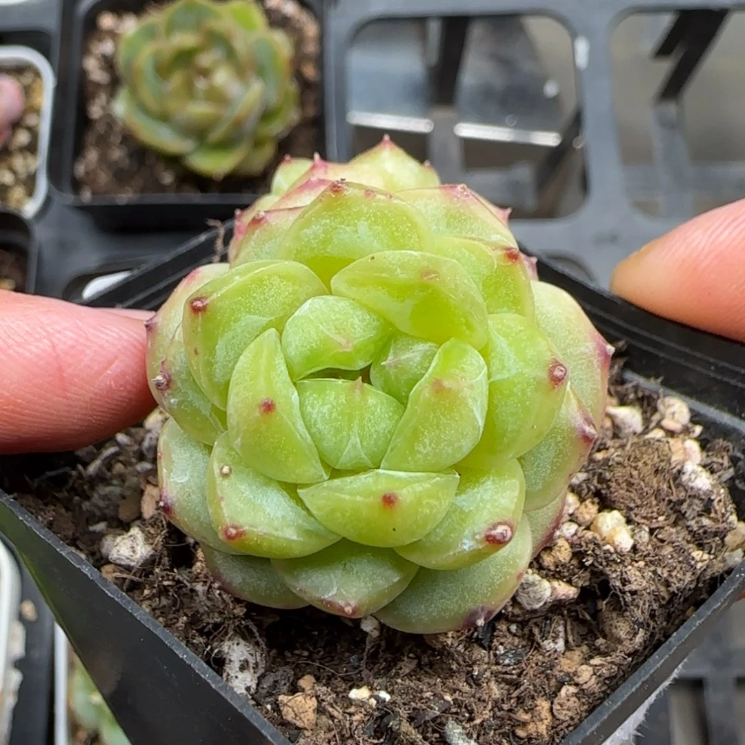 一物一拍t甜心29084