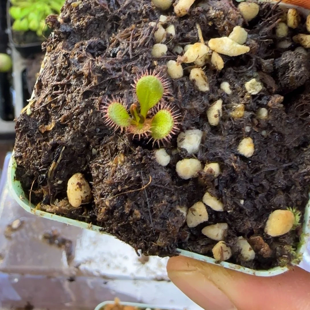 S***h完全开放一物一拍球茎球根毛膏菜