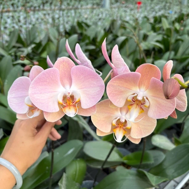 【大鲑鱼】3.5寸蝴蝶兰苗子（带花剑）