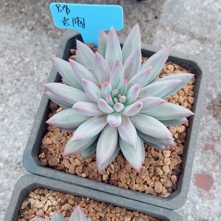 老***陶虞美人多肉植物1颗
