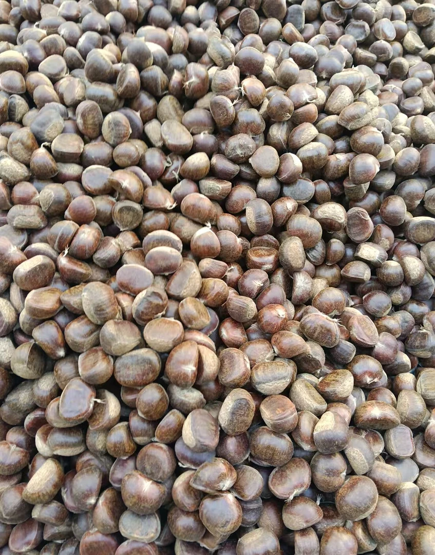 新鲜神农架高山野生板栗