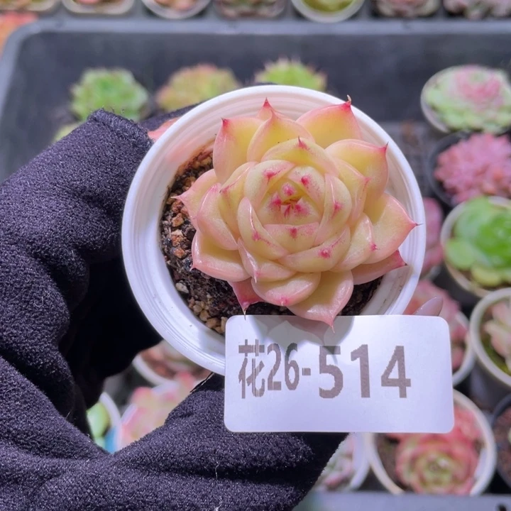 花利美26-514麦秆