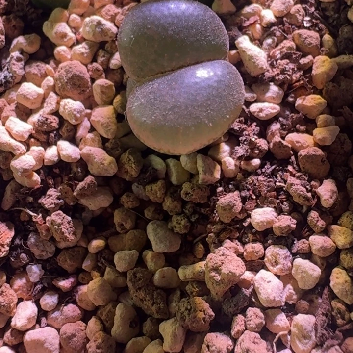 ·***.1791单头风铃一物一拍