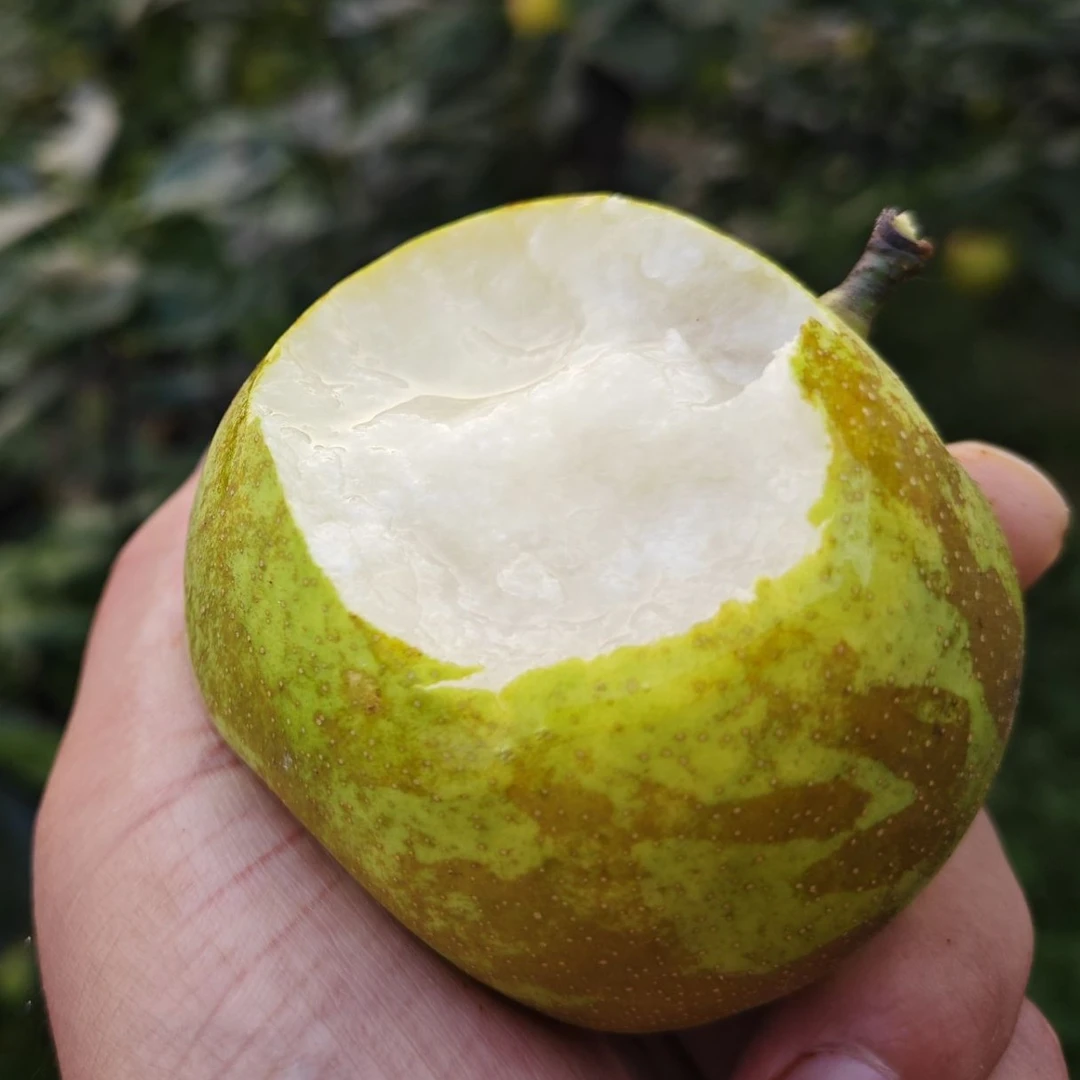 “每一口都爆汁的”翠冠梨（荣县大水井家庭农场优选）