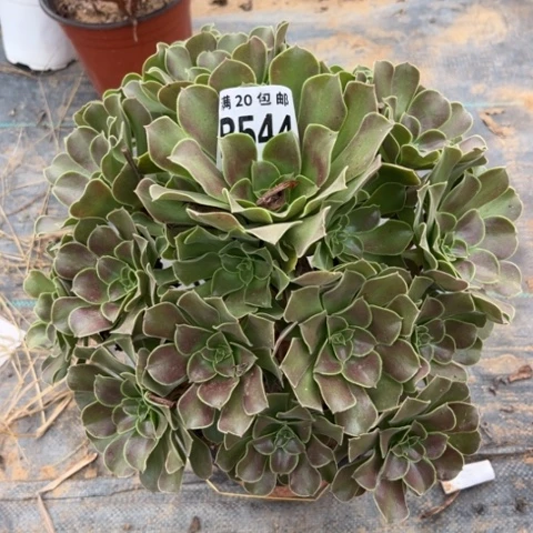 544玫瑰粉丝不包断枝