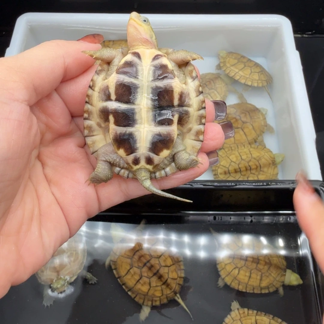 中华草龟母乌龟乌龟乌龟