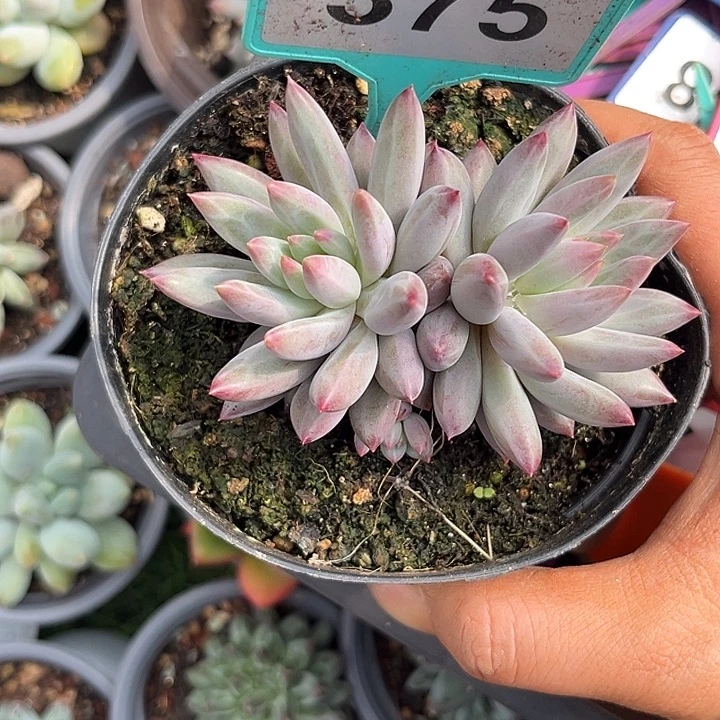 多肉植物虞美人375