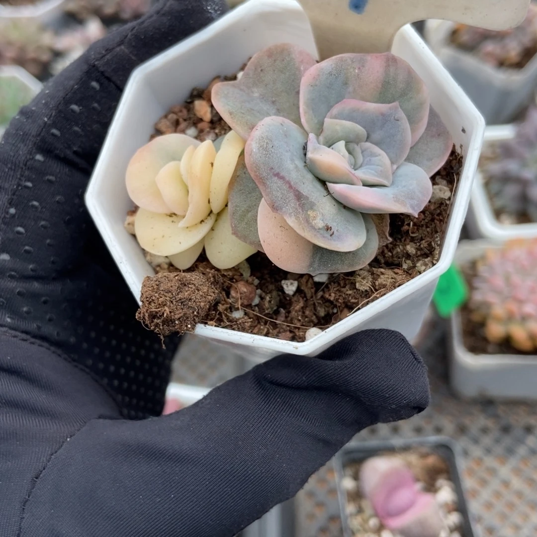 972可爱玫瑰锦多肉植物