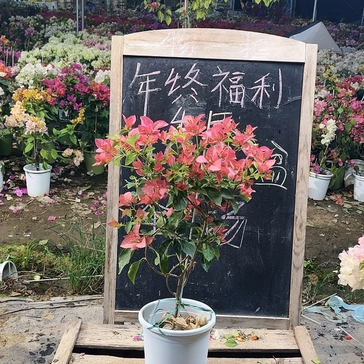 完全开放卡亚塔三角梅