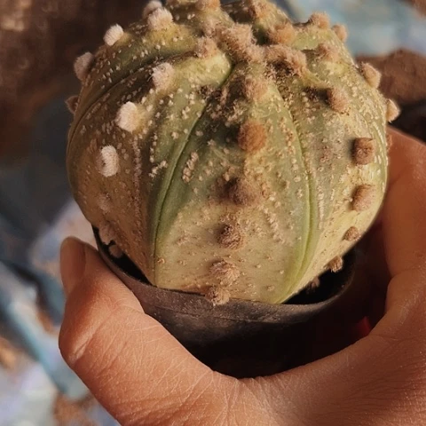 2019木心根仙人球的