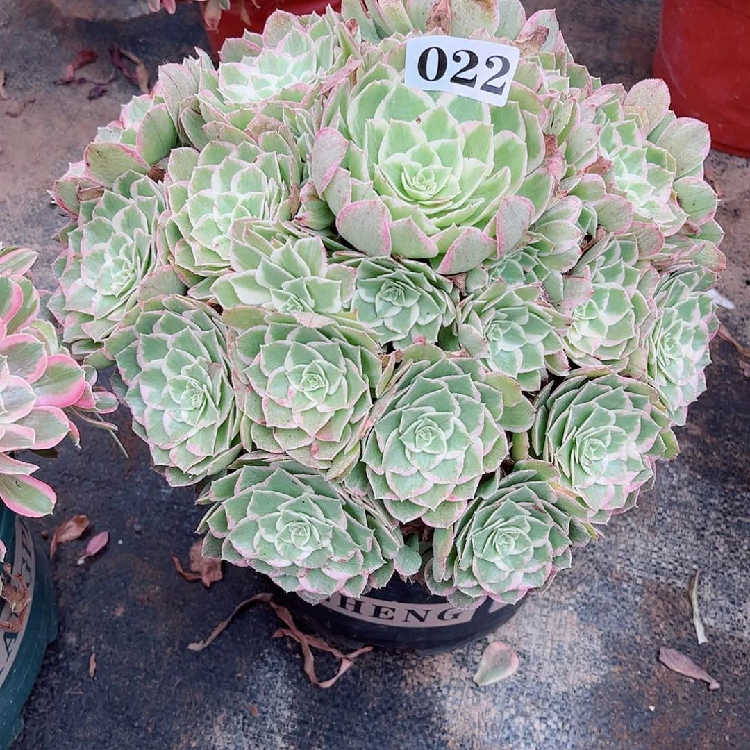 无花朵心**妈多肉植物万花桶022
