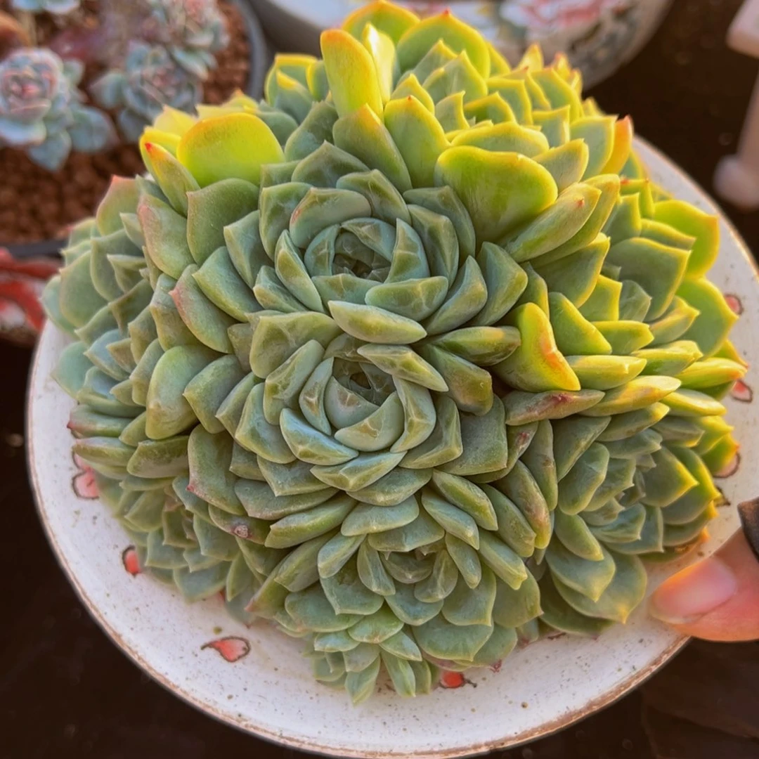 梦幻泡影13头 天天开心