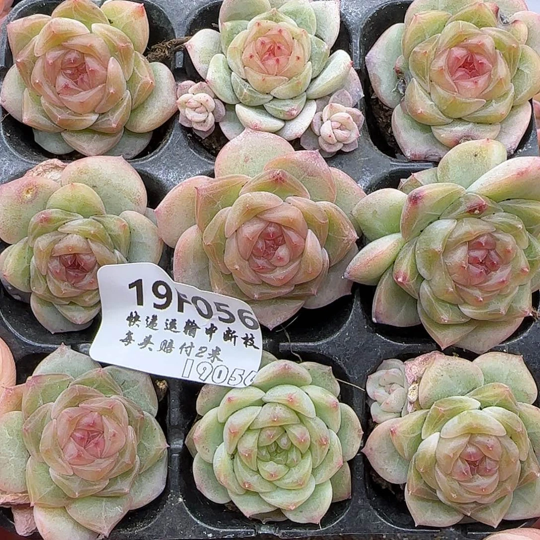 萌***记056九棵糖心皇后-