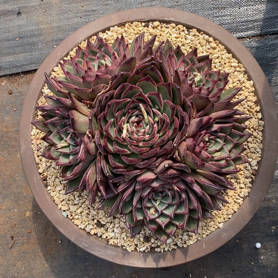 期*.换巴松缀补差