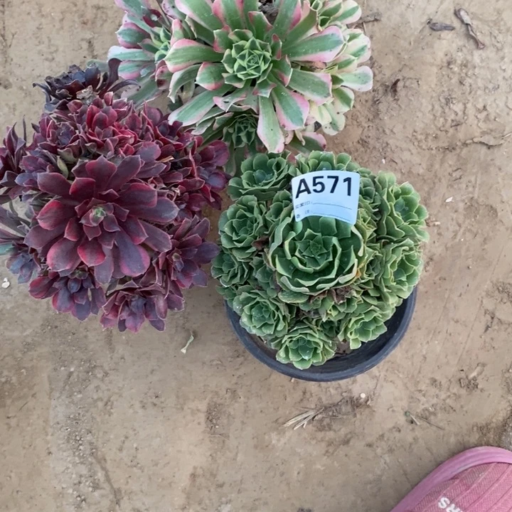 完全开放571组合套餐多肉植物