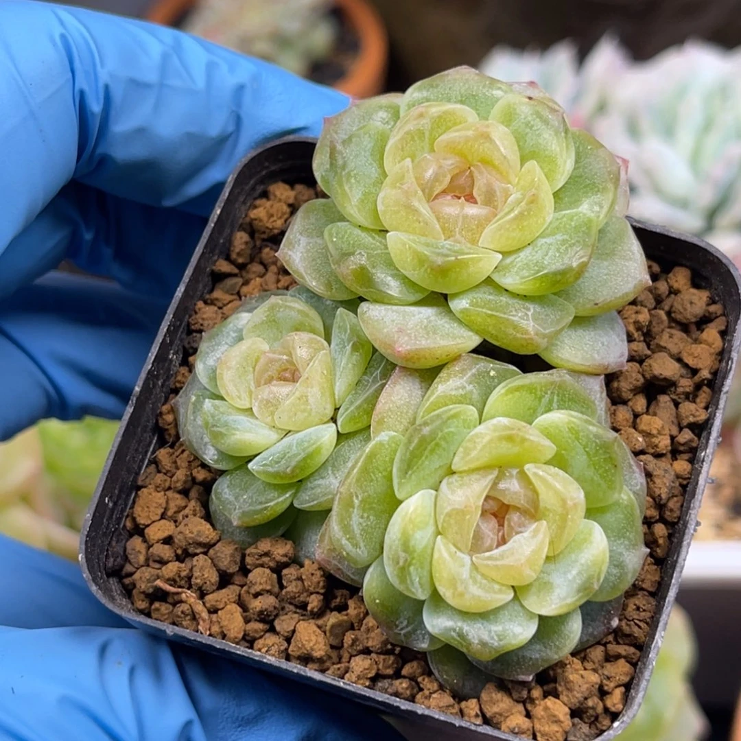 无尽灯 三头 多肉植物