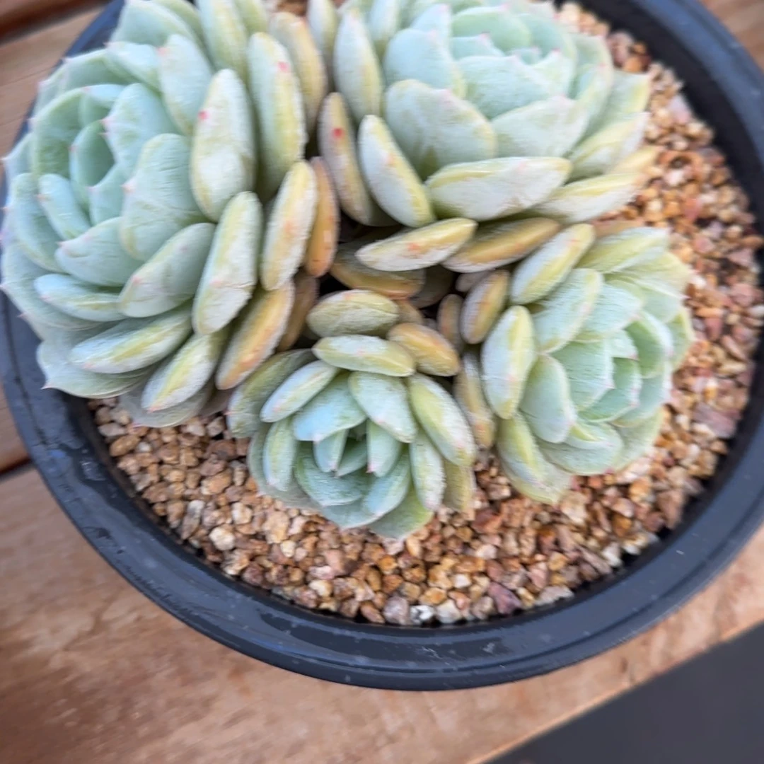 清***河1208精品劳林一物一拍