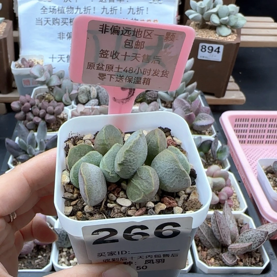 266凤羽多肉植物