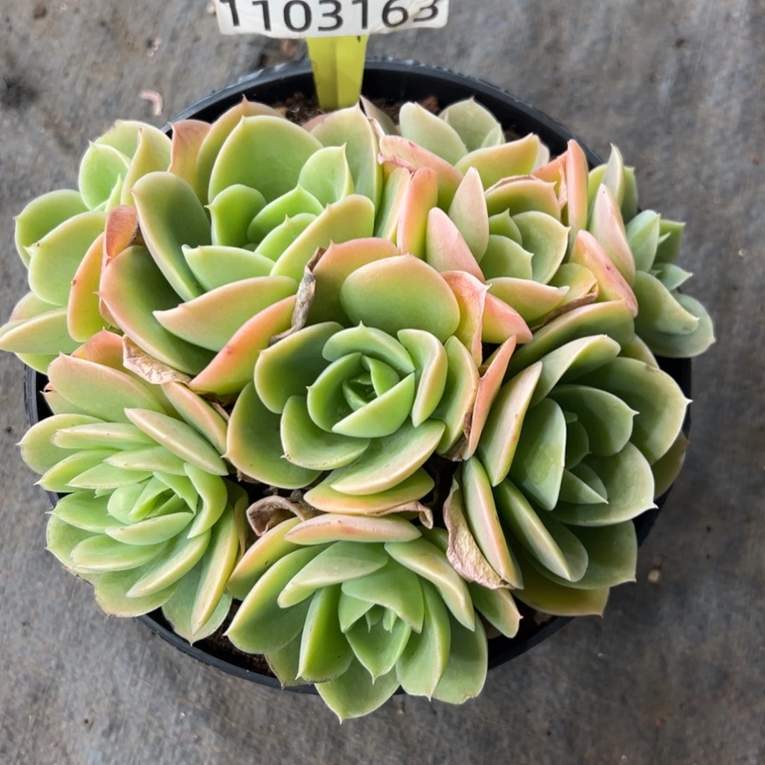 1103163 星娜塔有砍平头群