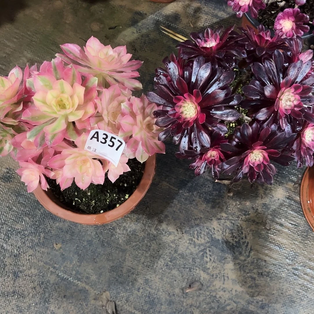 多肉植物组合357多肉