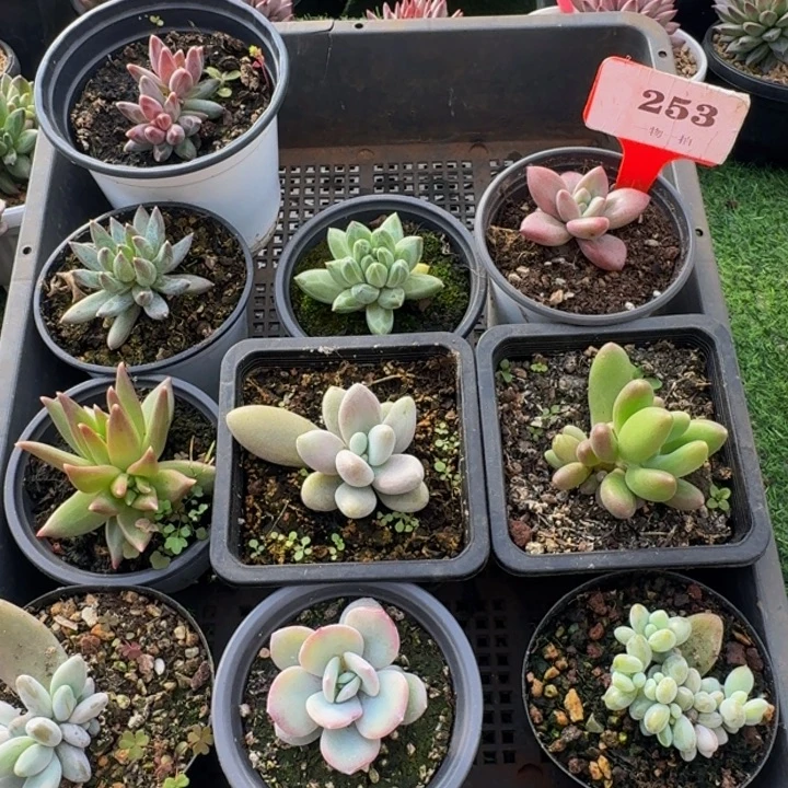 253多肉植物一物一拍