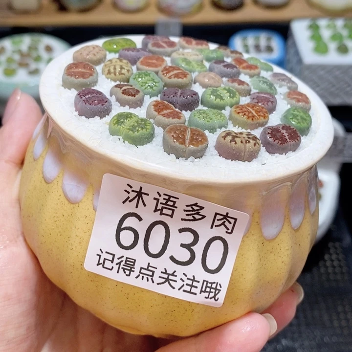 带盆土发货 精美盆栽6030