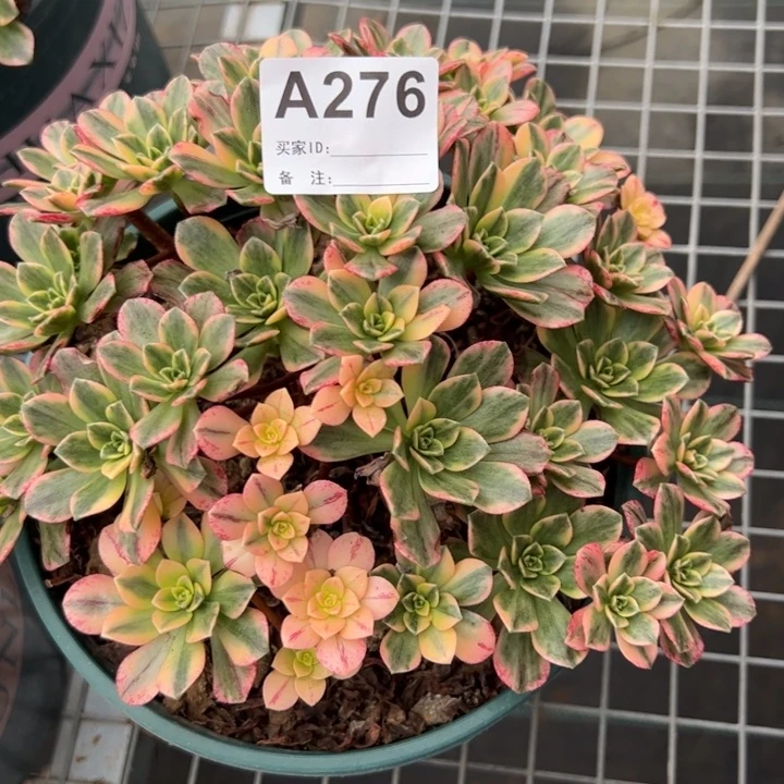 276甜茶18厘米左右