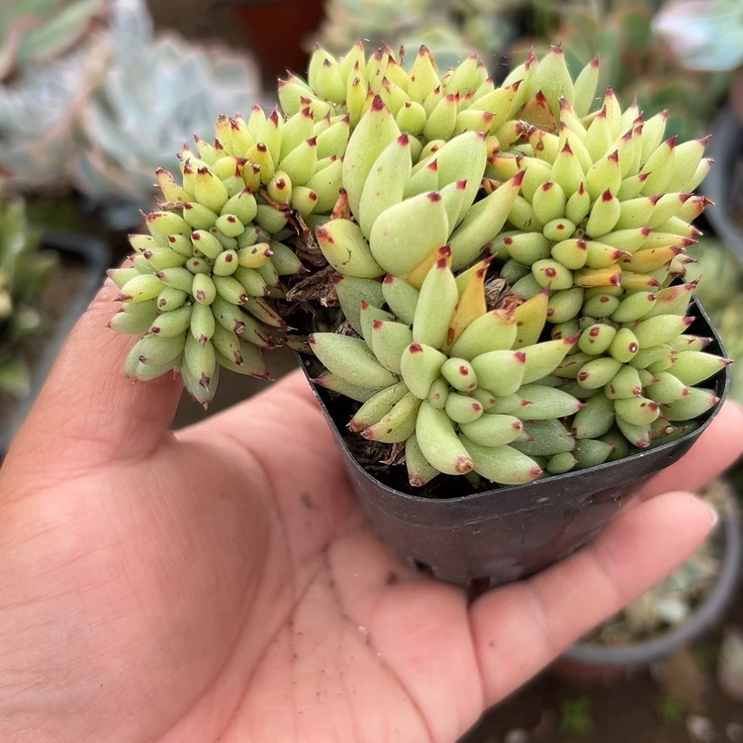 多肉植物虎晶缀化