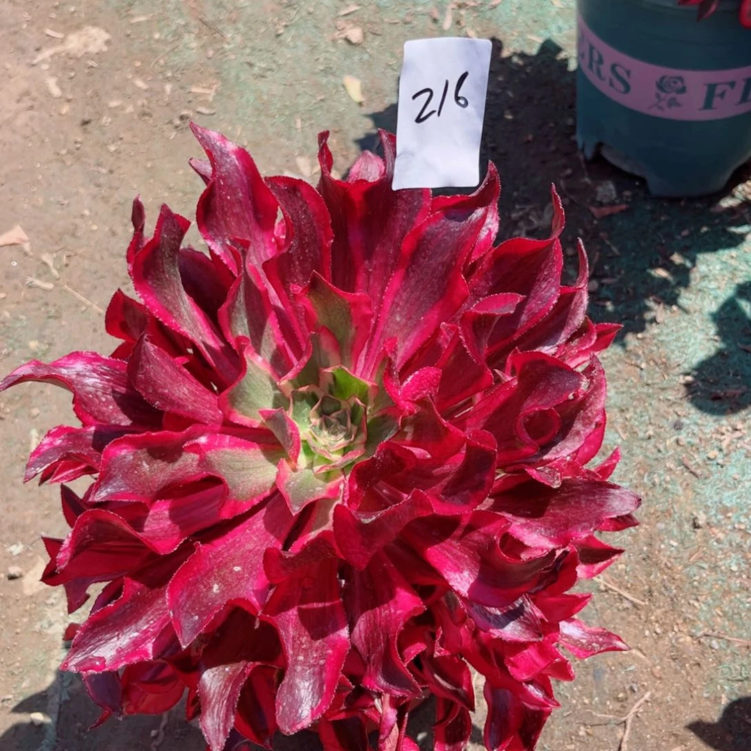 不**续216魅影手捧花多肉法师