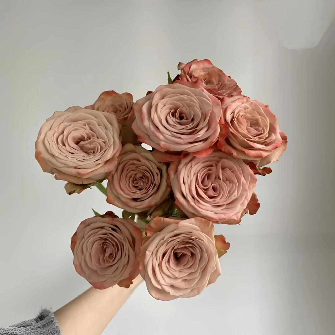 【秦小胖】卡布奇诺单头玫瑰（注意：特殊花材收到带包装醒花）