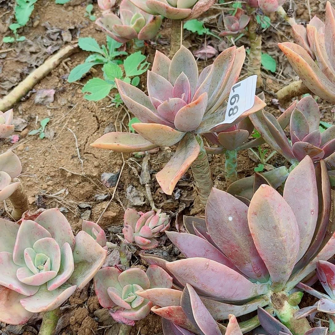 梦***忆太妃糖多肉891号多肉