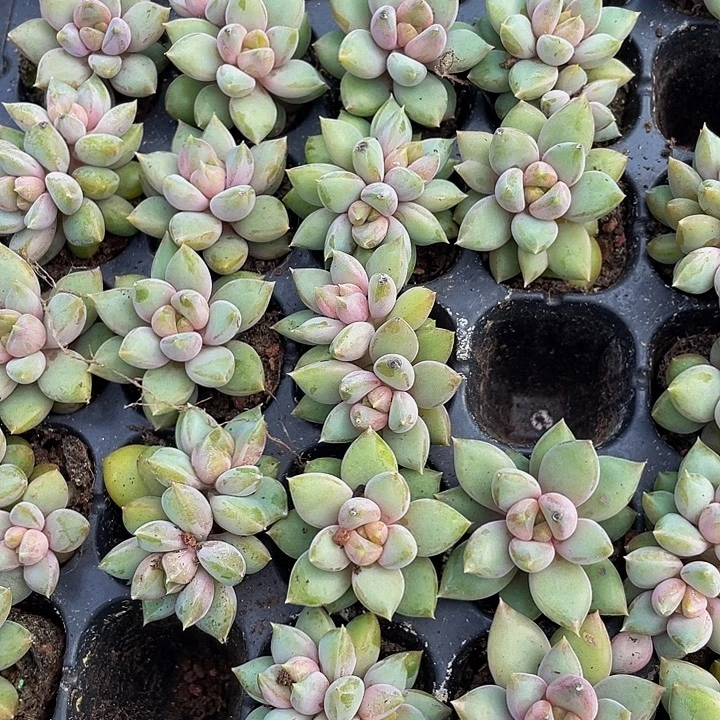 小红象牙1元带土发货