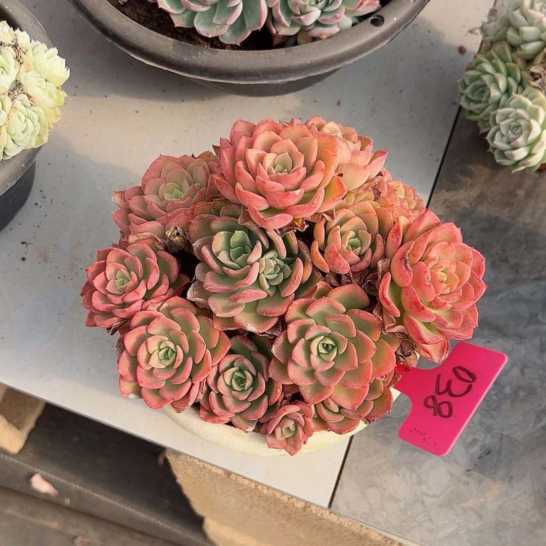 可****看038高贵多肉植物