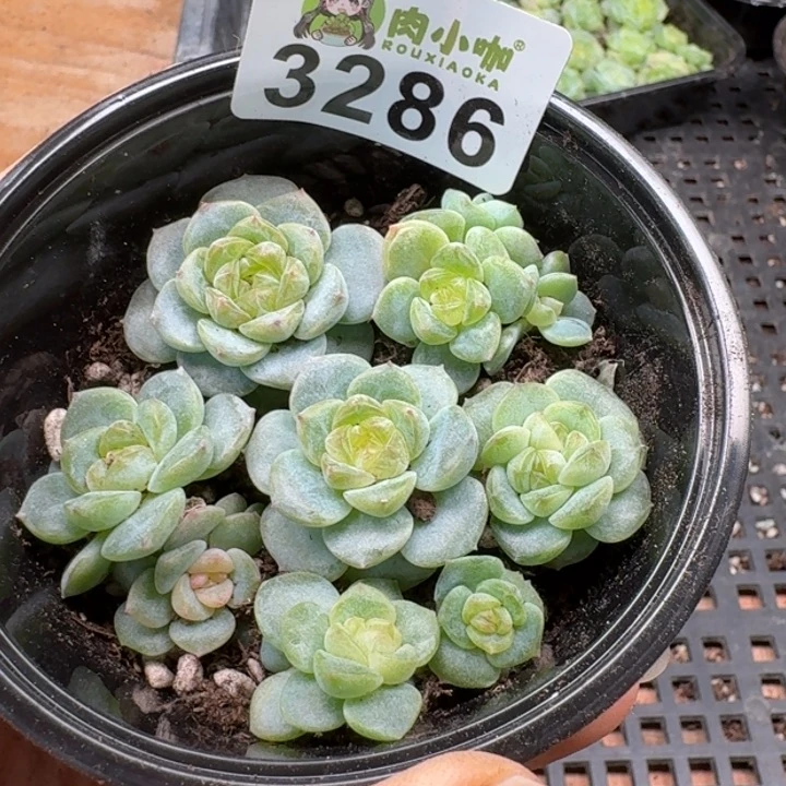 多肉植物多肉植物