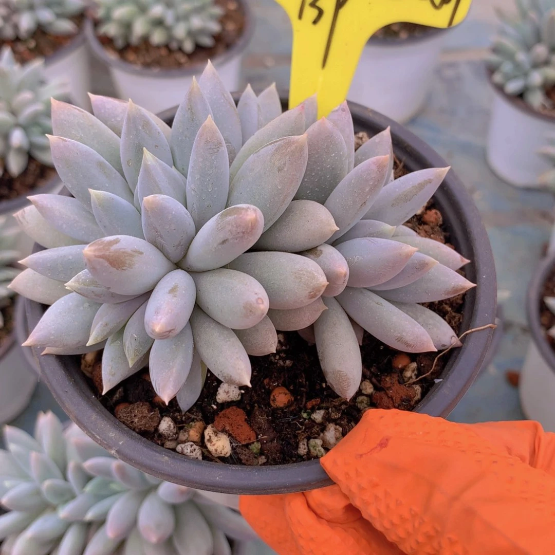 我家的小可爱们都好可爱