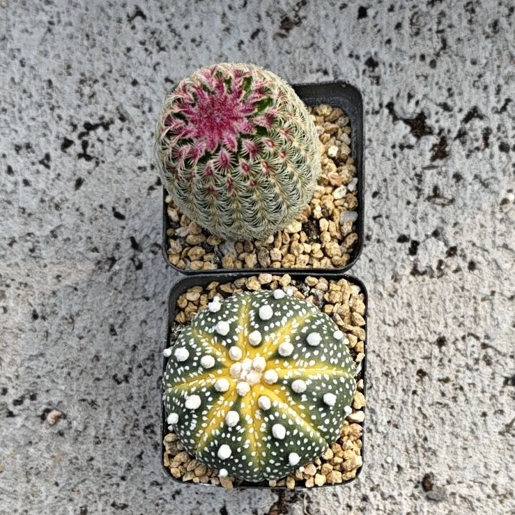 仙人球组合  多肉植物盆栽