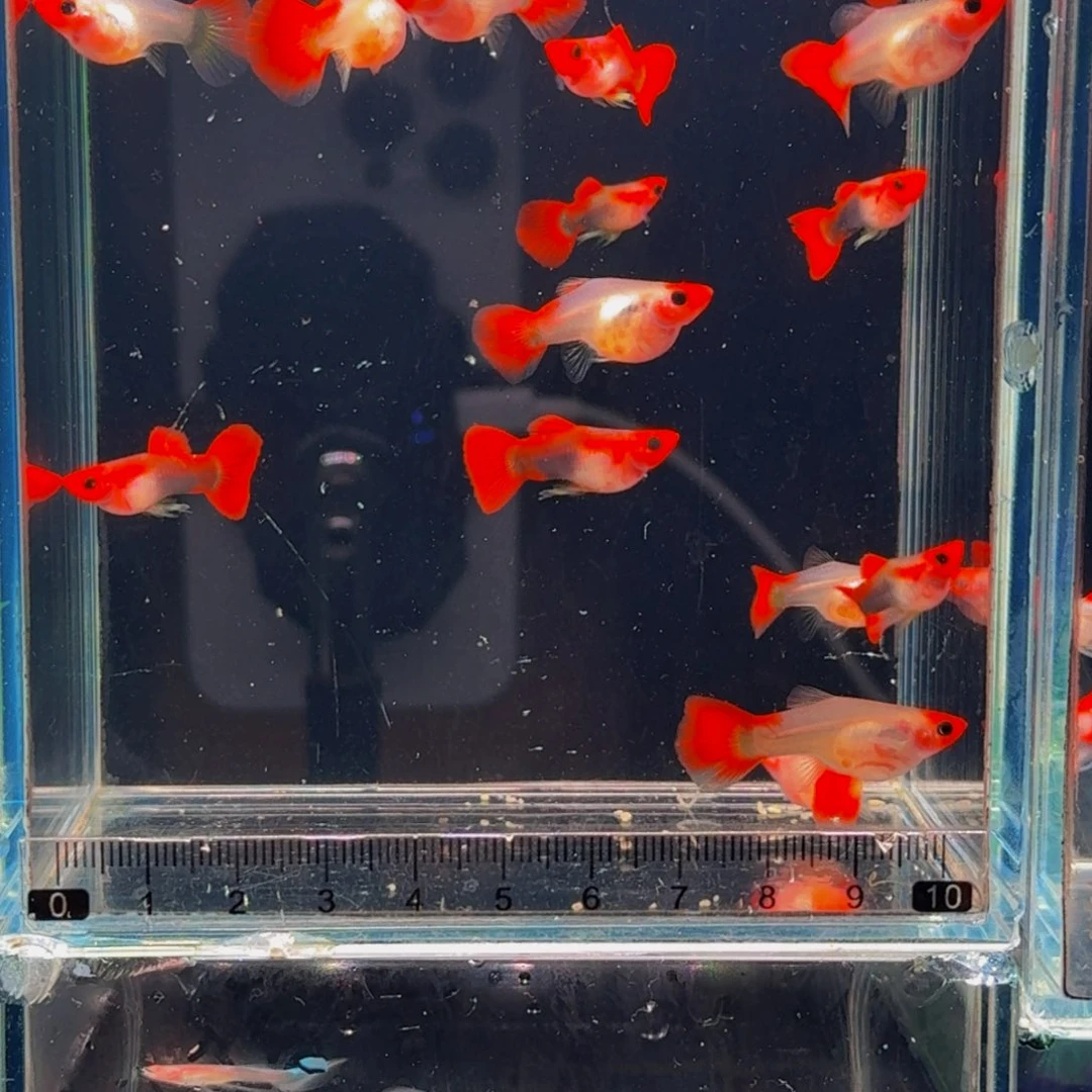 孔雀鱼球体红头玻璃猫1对，普通公普通母的