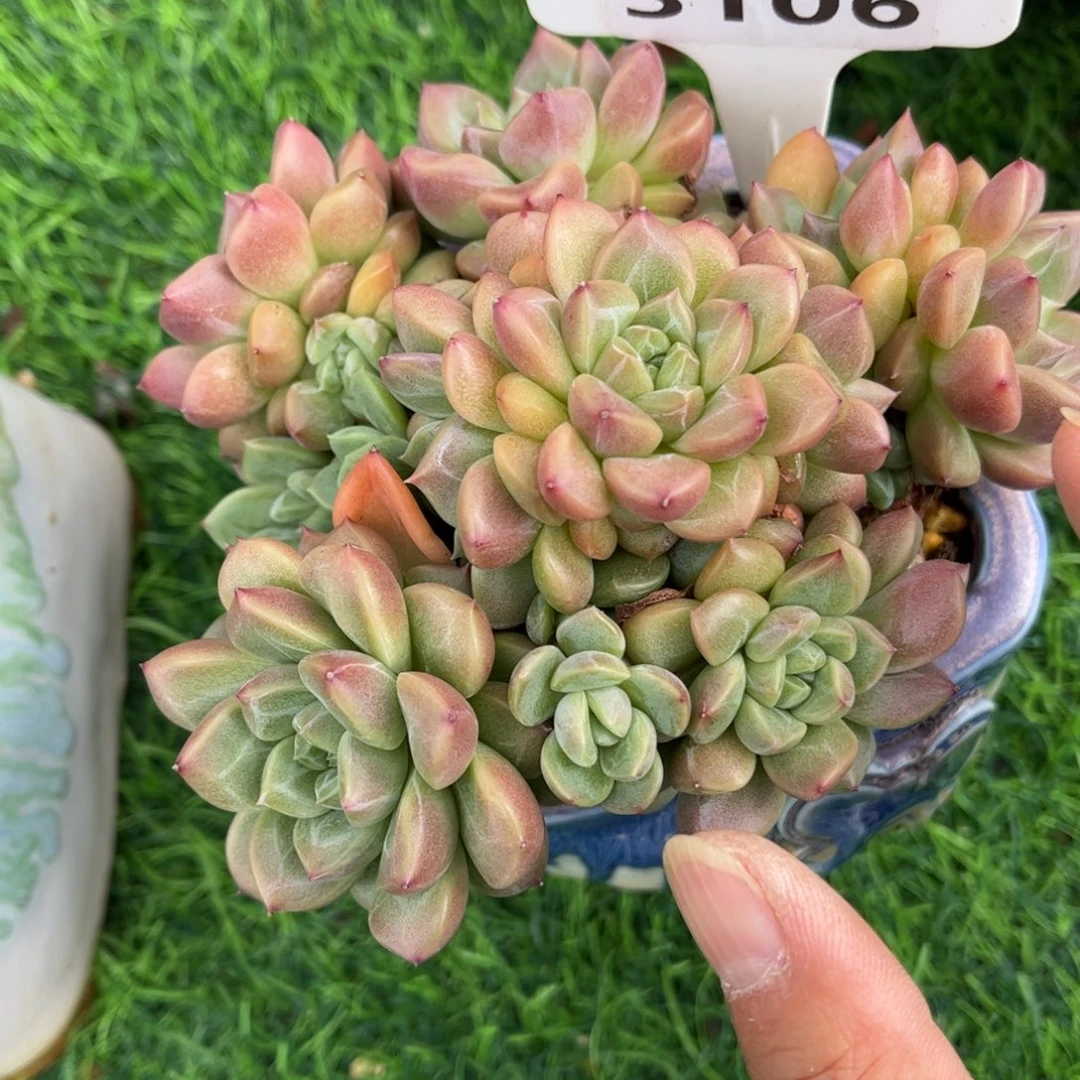 华***瑟多肉植物3106 一定要拍个冷链哦