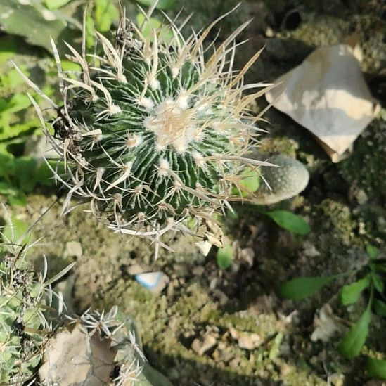仙人球菜刀岚带杆
