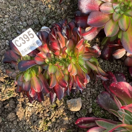 395花纳多肉植物