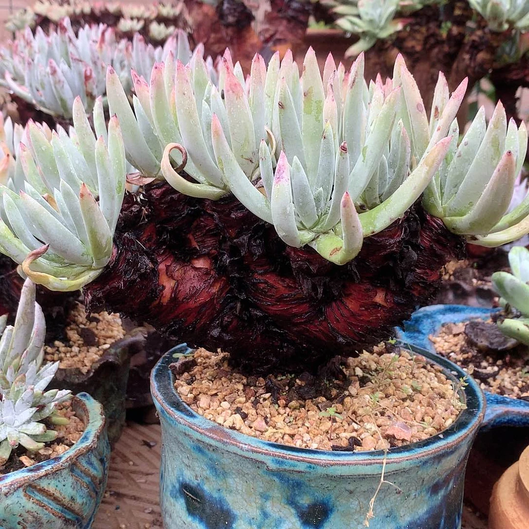 406海瑟雪山仙女杯多肉